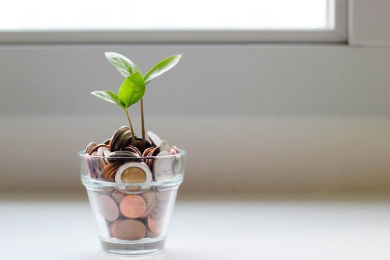 Financial Planning - green plant in clear glass cup