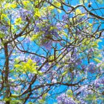 Biotechnology Art - a tree filled with lots of purple and green flowers