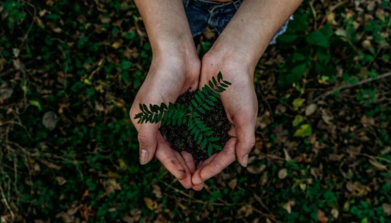 Sustainable Development - green plant