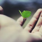 Growth Mindset - floating green leaf plant on person's hand