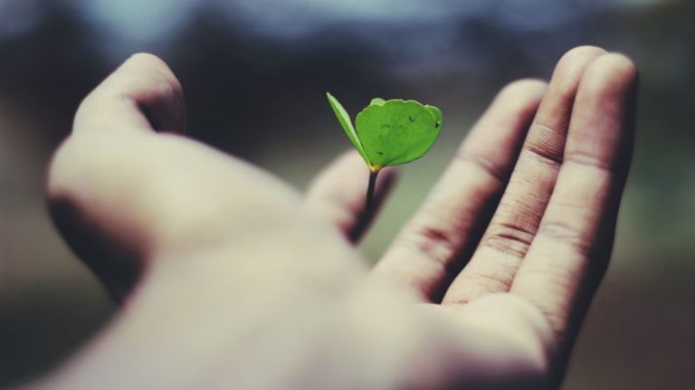 Growth Mindset - floating green leaf plant on person's hand