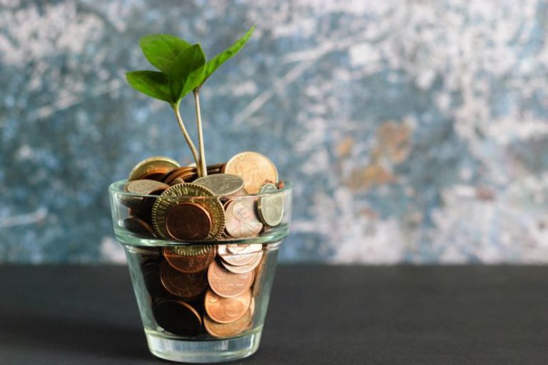 Financial Management - green plant in clear glass vase